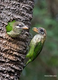 Barbet - riverwoods birds chikmagalur 