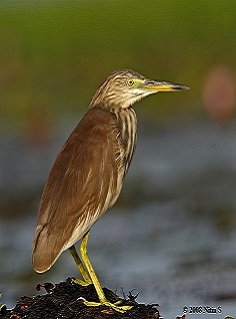 Bittern - Birds Of Chikmagalur