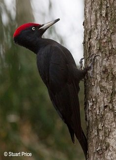 Black Woodpecker - bird checklist chikmagalur