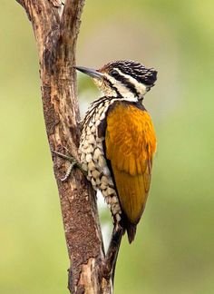 Flameback Woodpecker - Bird of Chikmagalur