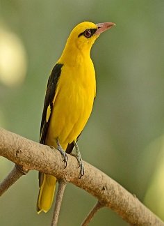 Golden Oriole - birds in chikmagalur