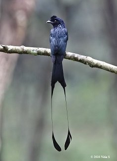 Greater Racket-tailed Drongo - Chikmagalur