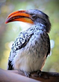 Malabar Grey Hornbill - Birds In Chikmagalur