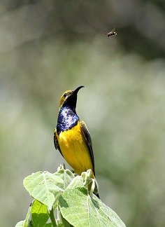 Olive-backed sunbird - Riverwoods Chikmagalur