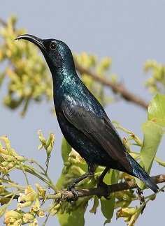 Purple Sunbird - chikmagalur riverwoods