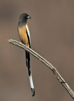 Rufous Tree Pie - birds chikmagalur