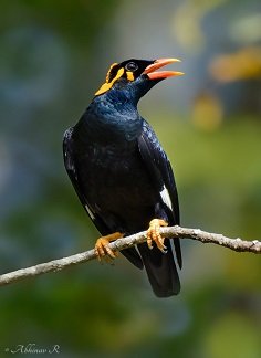 Southern Hill Myna - Chikmagalur birds riverwoods