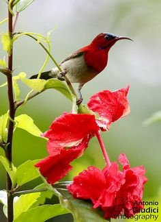 Sunbird - Birds Of Chikmagalur