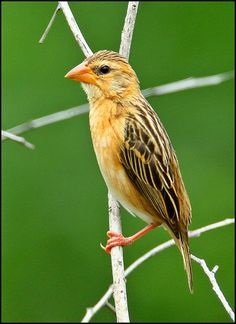 Weaver bird - Chikmagalur Birds