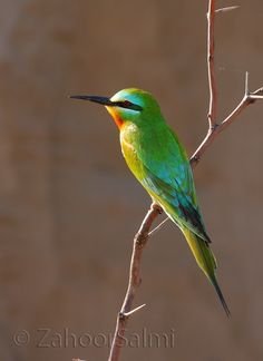 Bee Eater - Chikmagalur