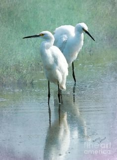 Egret - Birds In Chikmagalur