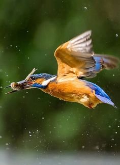 KingFisher - birds of Chikmagalur