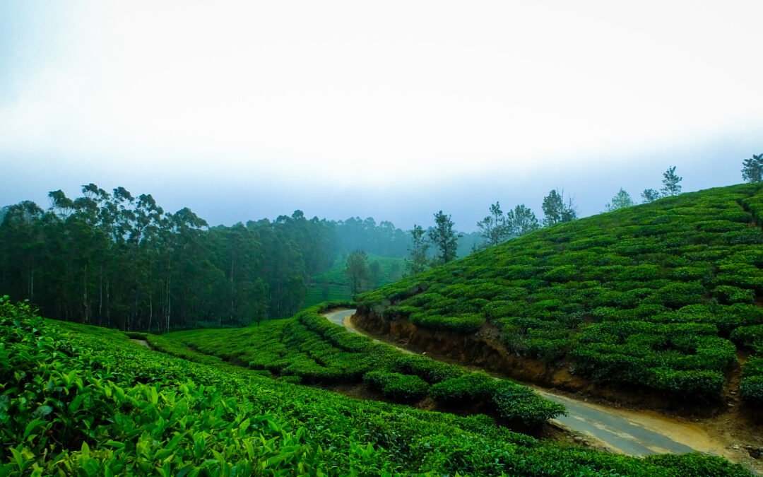 A Comprehensive Guide to Obtaining Permits for Forest Stays in Chikmagalur using these points