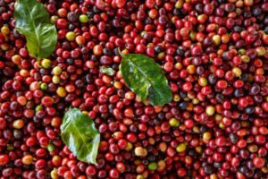 coffee estate chikmagalur