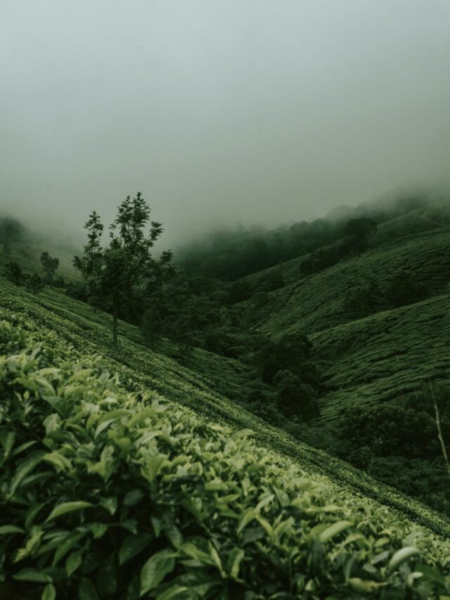 Explore Chikmagalur: Best Places to Visit