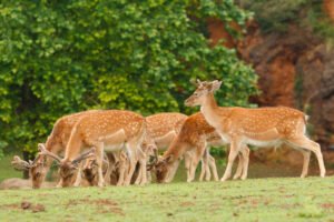 Bhadra Wildlife Sanctuary Resorts